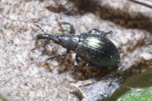 Réf. 276 154 : Aspidapion aeneum